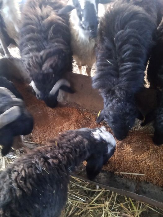 Ассалаумағалейкум семіз тоқтылар бар