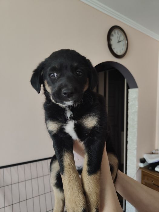 Щенок мальчик бесплатно