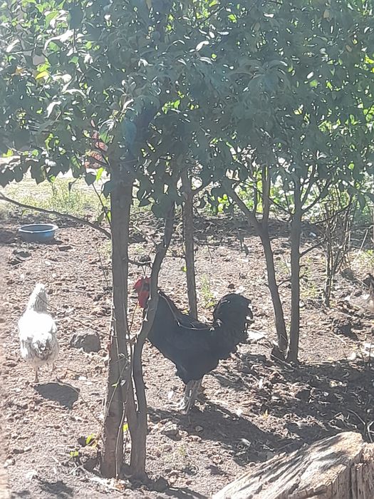 Петух 1,5 года бальшой