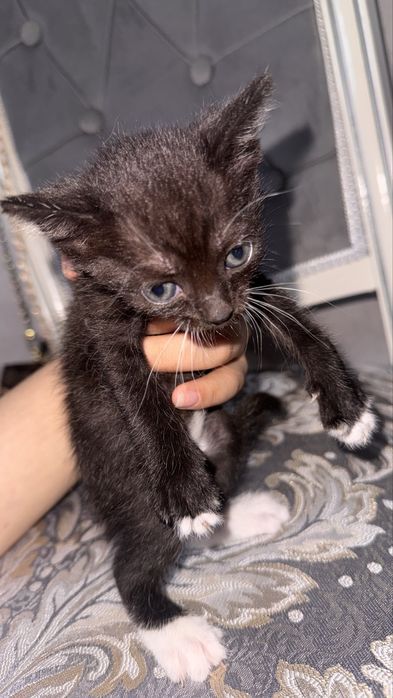 Маленькие котята. пол:ж