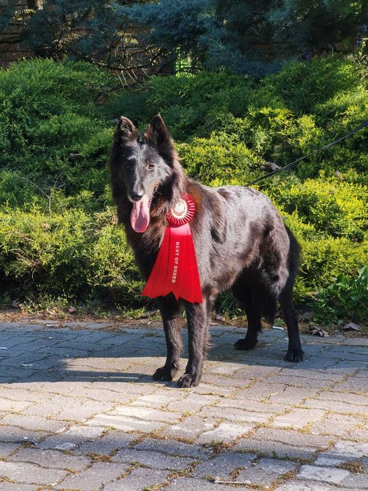 Ciobanesc belgian groenendael