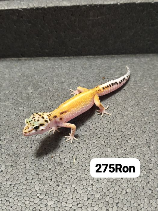 Soparla Gecko Leopard