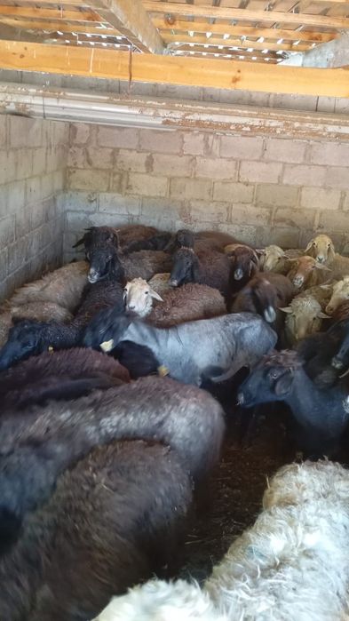 Продам баран жирные самкие и самцы