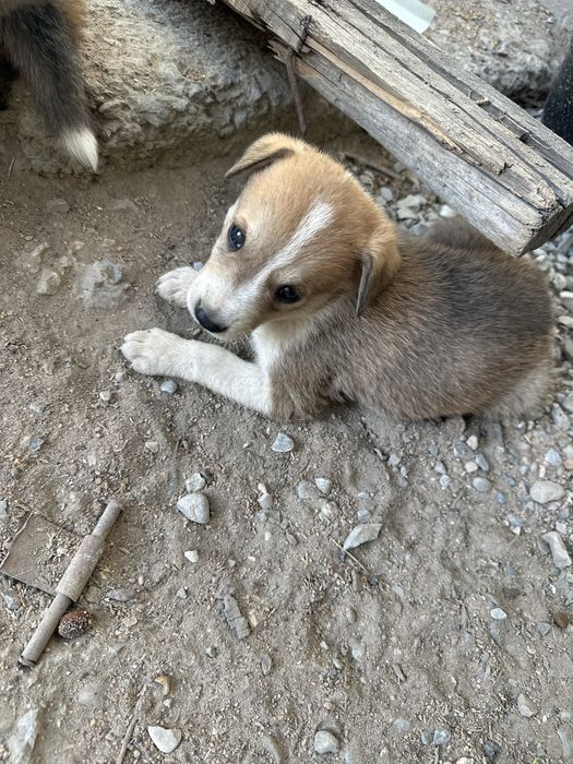 Щенок мальчик в добрые руки