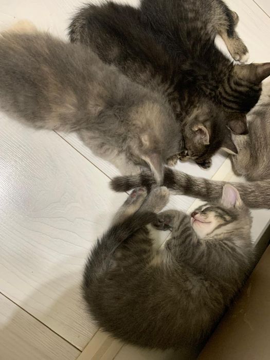 Отдам котят в хорошие руки