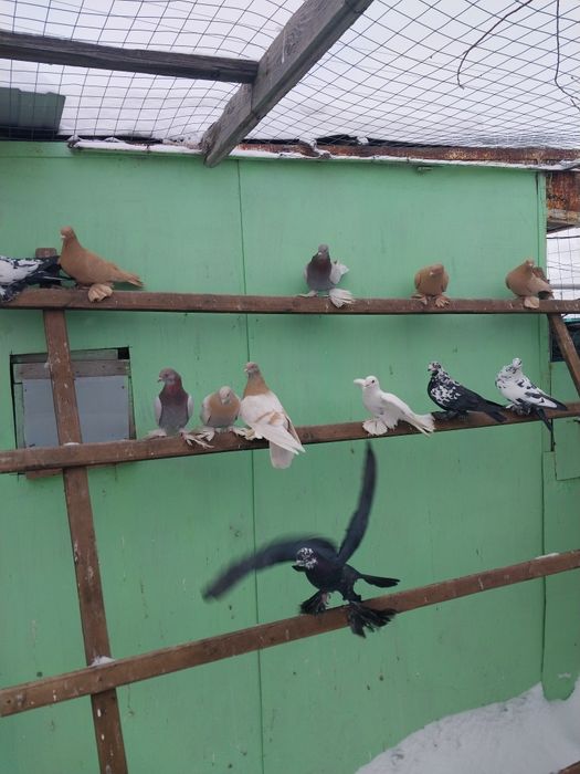 Продам бойных голубей
