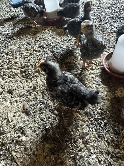 Пилета Australorp / Barred Rock микс