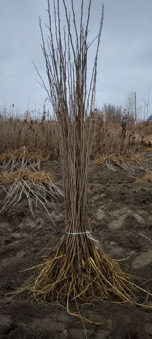 Тут кучатлари сотилади2700sum 2..3m