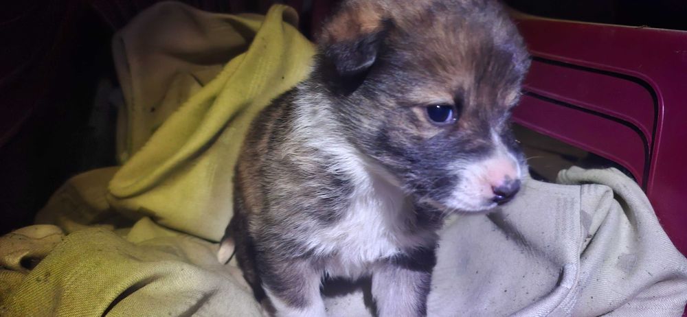 Три малки кученца