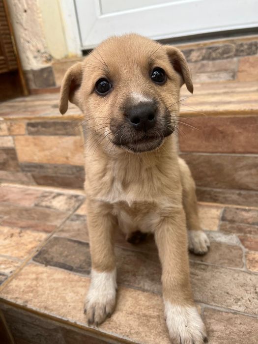 Donez cățeluși de talie mica