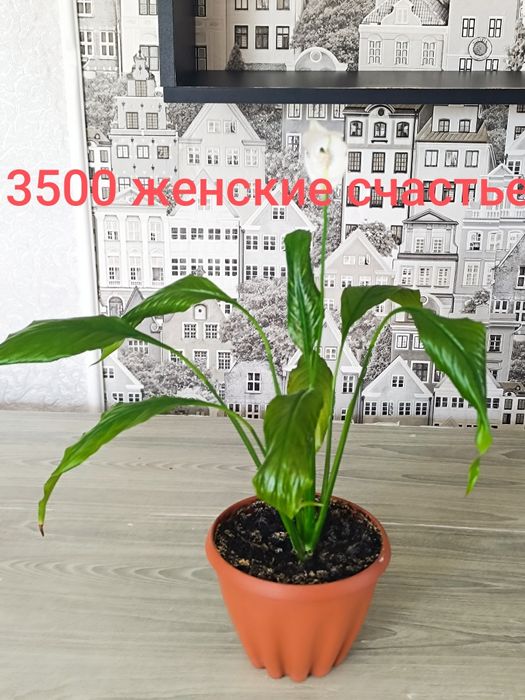 Цветы продамне дорого