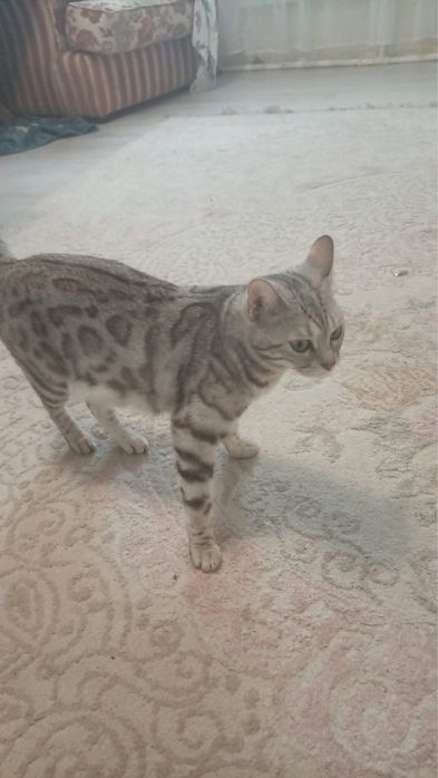 Бенгальский котенок