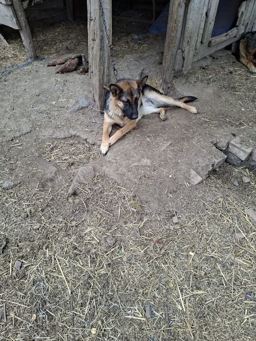 Vand caine ciobanesc german 6 luni