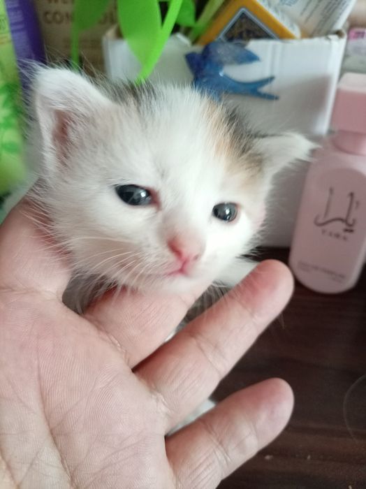 2 котята девочки