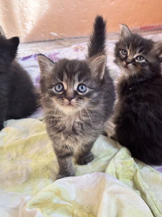 Отдам котят в добрые руки