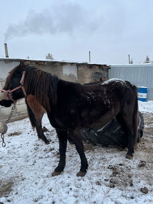 Продам кобылу обученую