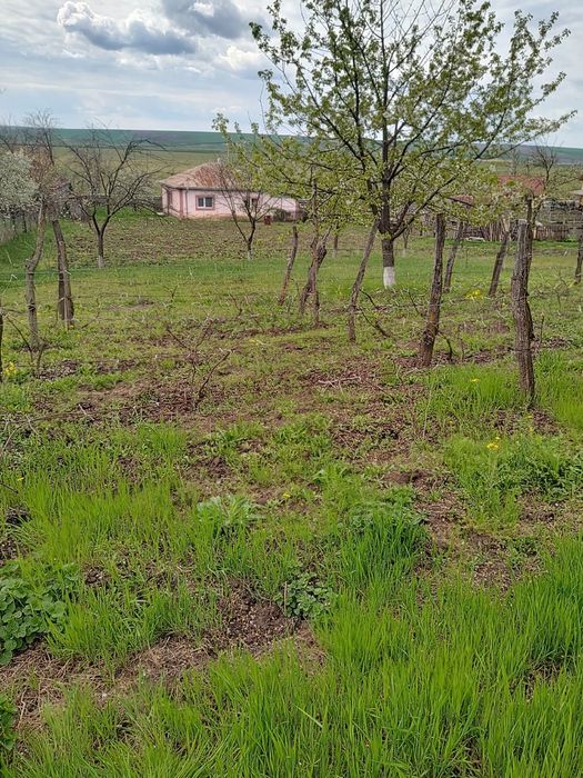Casă și teren de vânzare în județul Iași - View 3