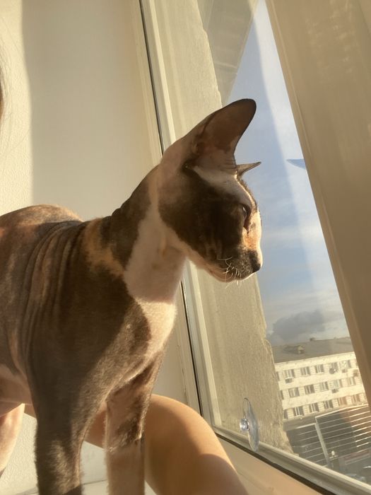 Одам бесплатно кошку