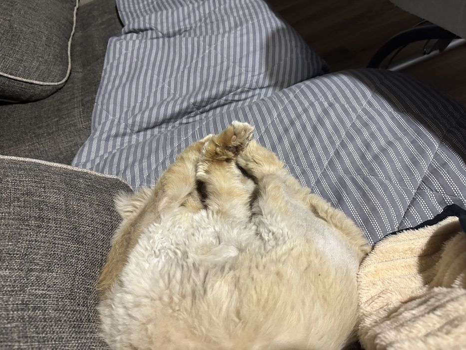 Пропал рыжий кот