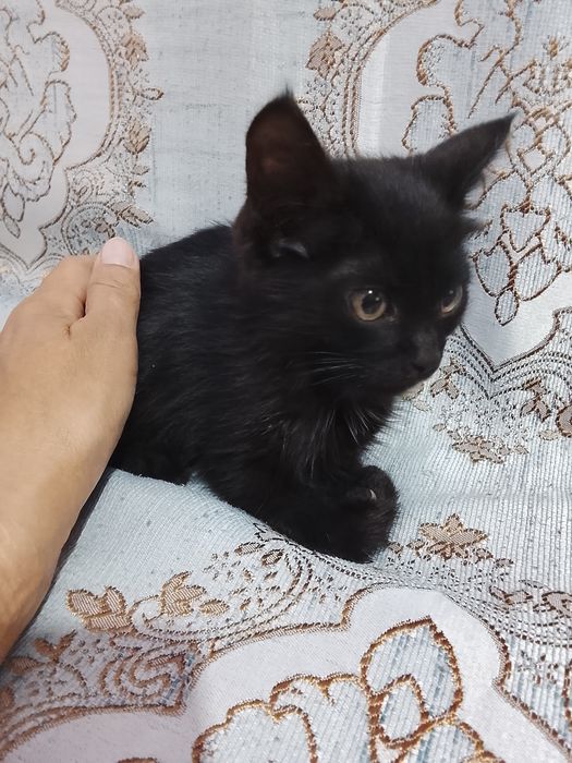 Котенок ,черный,чистый,мальчик