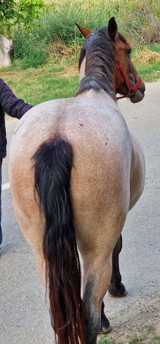 Mânză de vânzare un an jumate