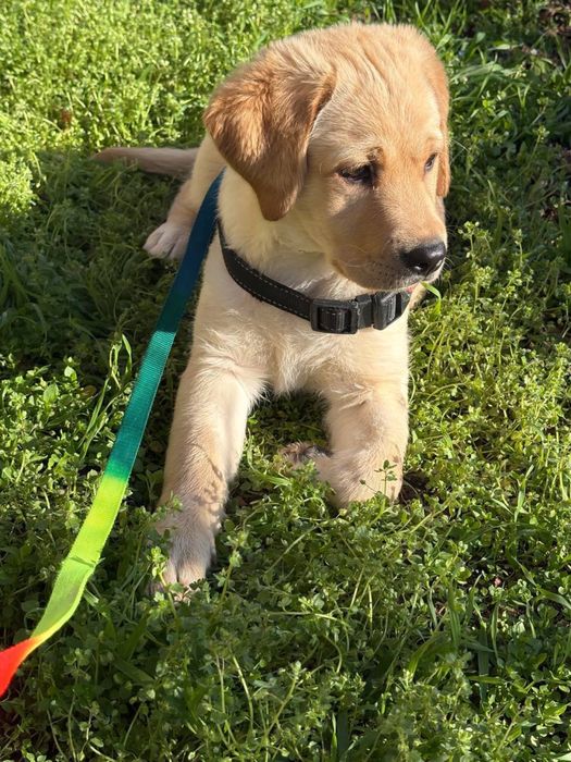 собака лабоадора