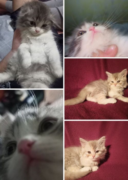 Котята фолд страйт хайленд