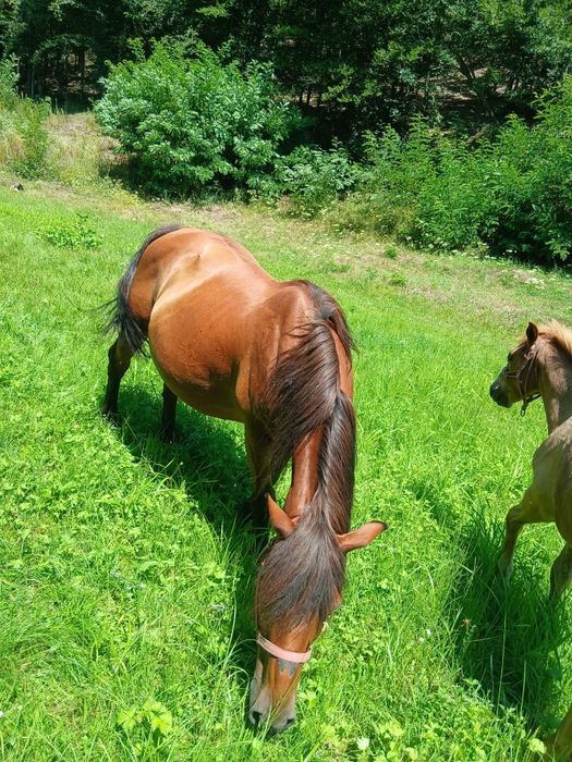 Vând iapă lucrată la pădure gestantă