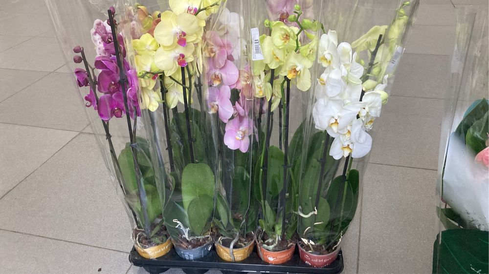 Орхидеи, орхидея, на подарок!