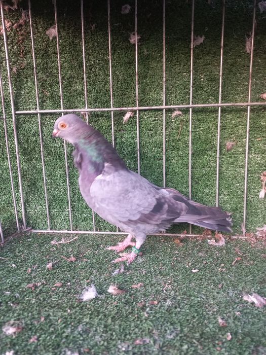 porumbei figurita valenciana