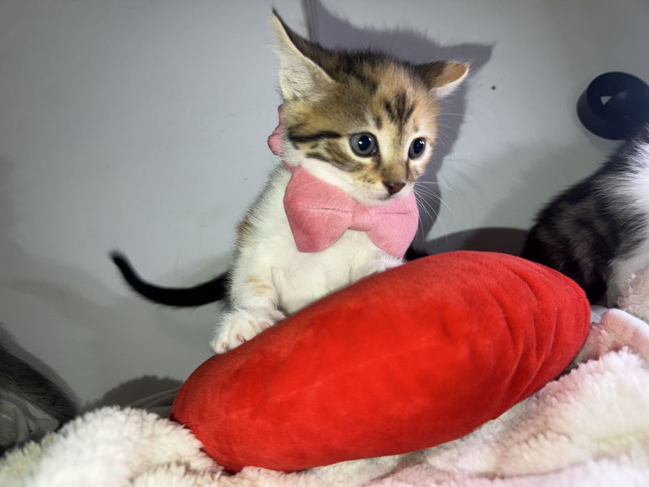 Am 5 puiuți pentru adopție!