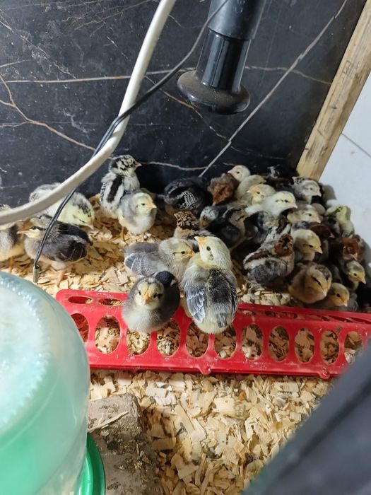 Цыплята недельные