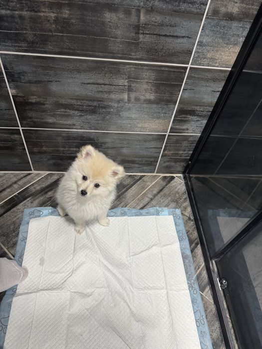 Померан Дружелюбно