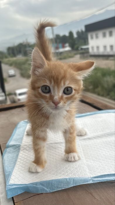 Котенок мальчик ищет дом