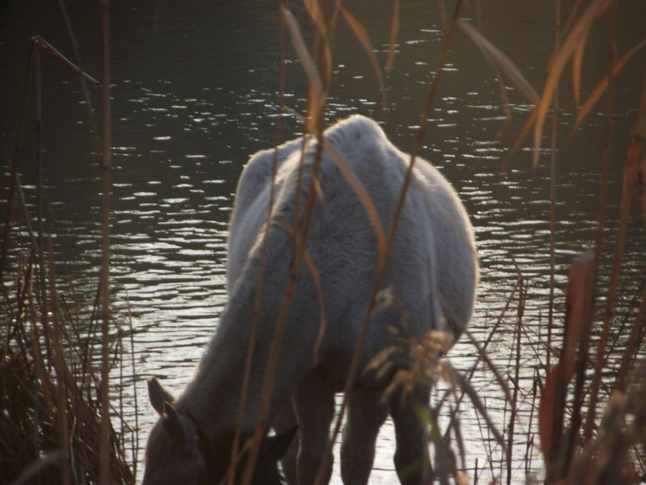 Фотоаппарат Canon SX20 IS