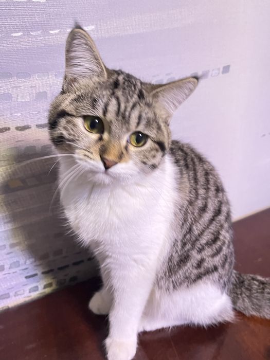 скоттиш страйт порода 5 месяцев