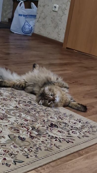 Отдам кота в добрые руки
