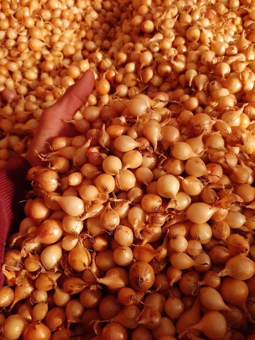 Vand arpagic direct importator