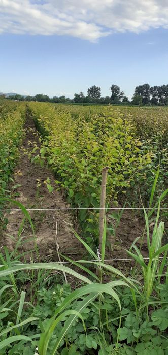 Oferta de primavara 2026Pomi fructiferi