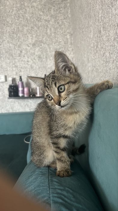 Отдам котенка девочку