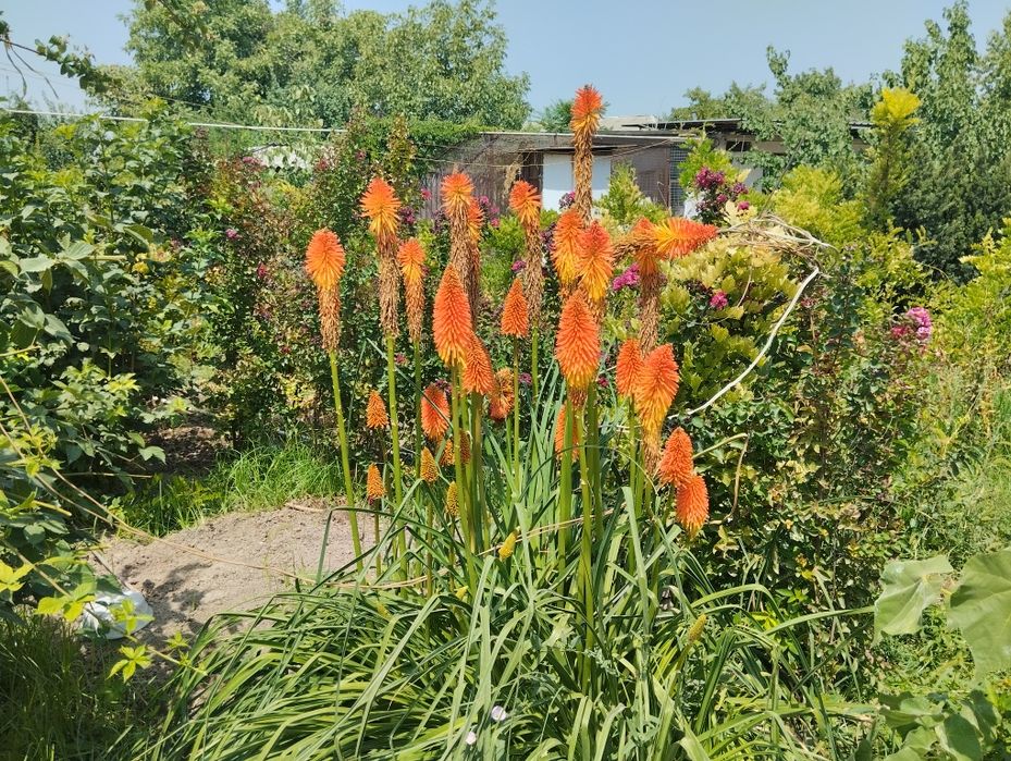 Продаю дома цветы и кустарники, очень красивые, красят ваш интерьер  с