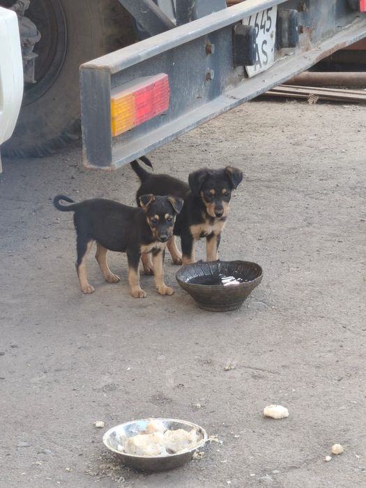 Щенята в добрые руки