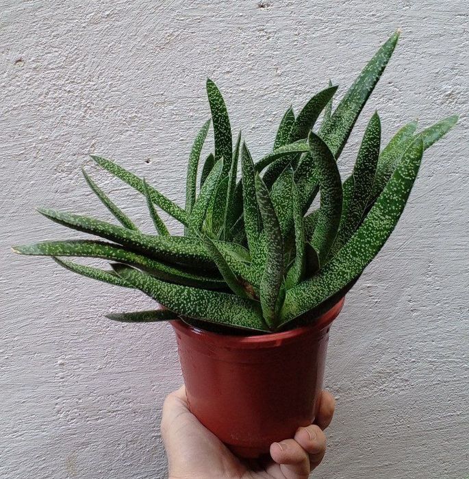 Гастерия (Gasteria). Экзотический суккулент. Цветы для дома