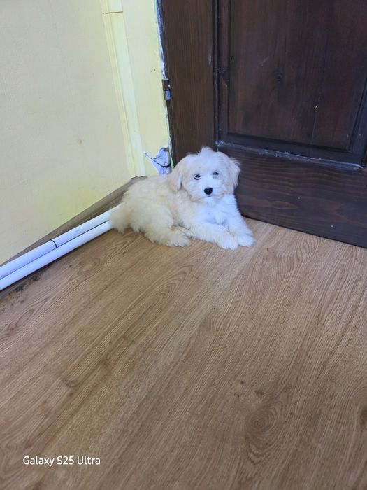 Момче и момиче малтипу