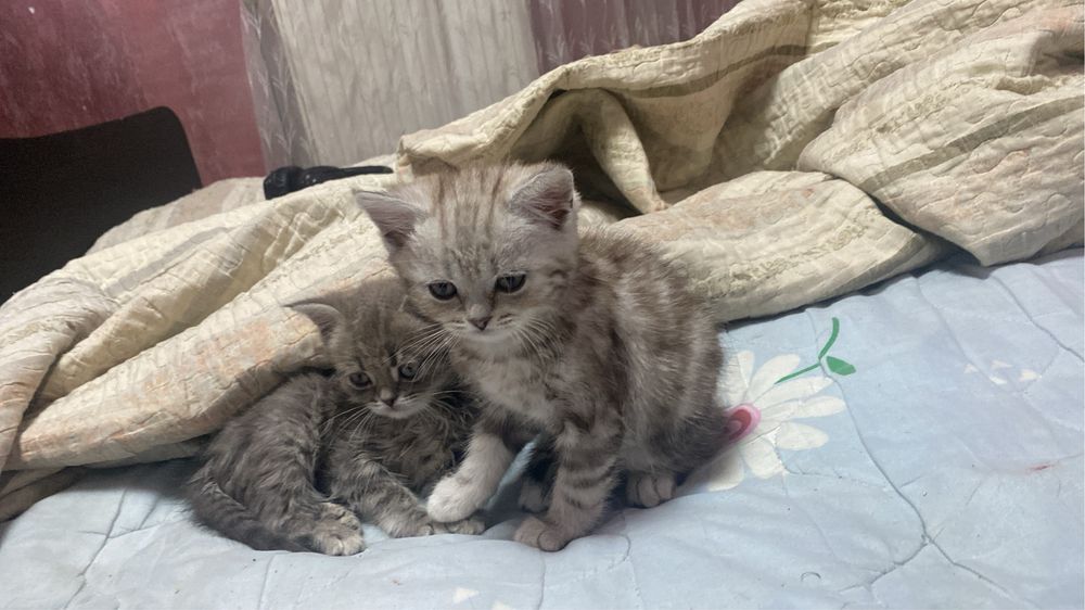 Продам катят срочно