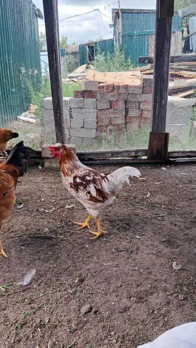 Продам  домашних птиц
