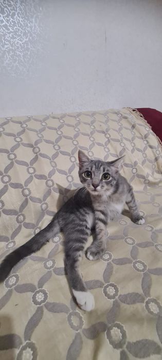 Отдам котенка в добрый руки