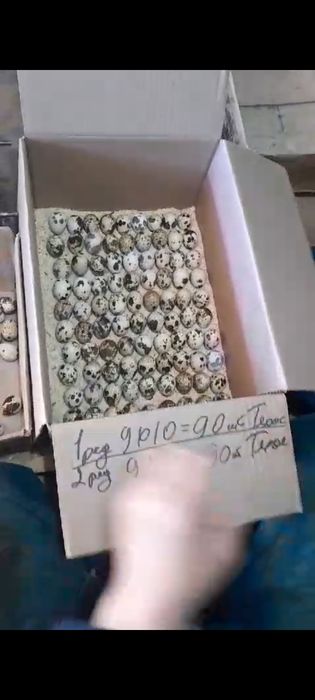 Инкубацыя бөдене жумыртка 50тг