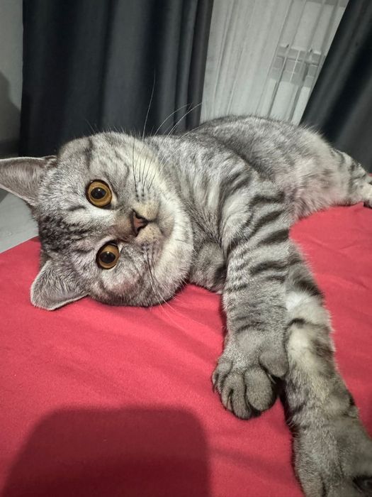 Британец очень хорошой кошка