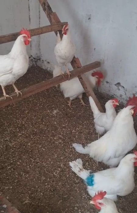 Леггорн стандарт